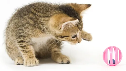 Vista 3 de Fashion's Talk Paquete de Valor de 12 Piezas Juguetes de Pelotas de Plástico para Gatos Pelotas de Celosía con Cascabel Sonajero Juguete de Gatito
