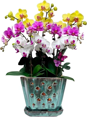 Vista 8 de W&W Ceramic Orchid Pot with Holes and Saucer for Repotting, Blue, 7" Azul