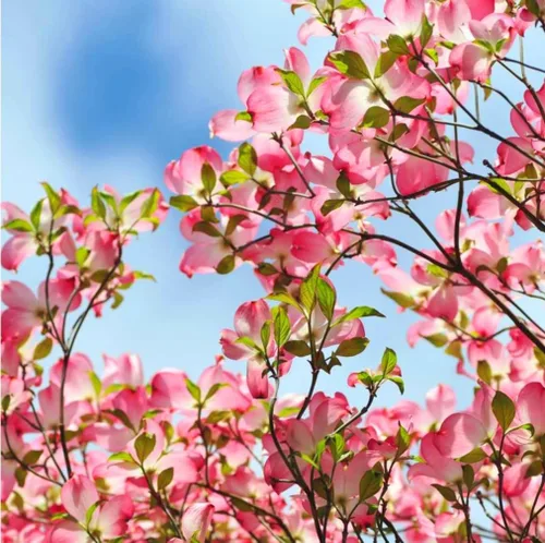 Vista 2 de 25 semillas de árbol de cornejo de flores rosadas llamativas y perennes árboles de cornelia