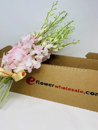 Vista 2 de Prime Orchid Delivery eflowerwholesale Peachy Dendrobium Orquídeas