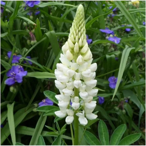 Vista 6 de Semillas Lupine Blanco Gigantes Flores Perennes No OGM