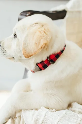 Vista 3 de Collar de perro personalizado a cuadros de búfalo, collar de perro de franela roja personalizada navideña