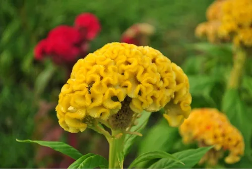 Vista 3 de Semillas mixtas (Celosia Cristata) – 300 piezas anuales, tolerantes al calor y la sequía Crestas onduladas exóticas, colores vibrantes