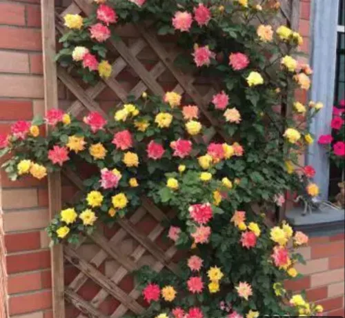 Vista 8 de 1000 semillas + Muti Color Mix Rose Seeds - Flores exuberantes, perennes, mariposa fragante trepadora de vid, semillas de flores. Semillas de rosa