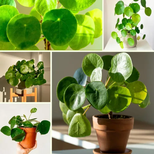 Vista 5 de Planta de dinero vivo, plantas Pilea Peperomioides, 5-7 pulgadas de alto, planta