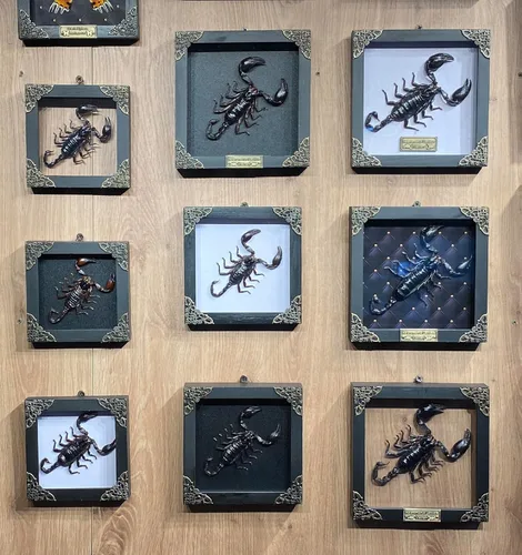 Vista 60 de 2 Real Dragonfly Specimens Shadow Box Framed Insect Display Oddities Curiosities Entomology Collection Natural History Wall Decor Gift for Nature