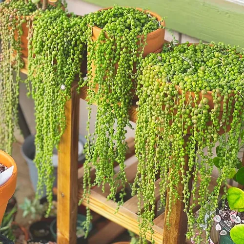 Vista 6 de Planta de cadena de perlas vivas para plantar, maceta de cadena de perlas, planta de cadena de perlas vivas, completamente enraizada, planta