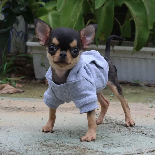 Vista 6 de LOPHIPETS Sudadera ligera de algodón para perros pequeños – Sudadera con capucha para chihuahuas, cachorros y razas juguetes - Gris/XS