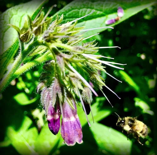 Vista 2 de Cultivar consuelda rusa Bocking-14, 1 esquejes para cultivar tu propio ungüento medicinal, té de abono y forraje para animales
