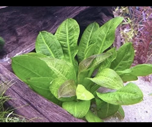 Vista 3 de Marcus Fish Tanks Espada de roseta Echinodorus Parviflorus Amazon Sword Live Aquarium Plant Bundle con raíces para pecera Comprar 2 y obtener 1