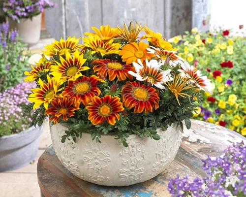 Vista 5 de Más de 100 Semillas Flor del Tesoro (Gazania) - Mezcla de flores