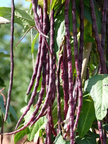 Vista 7 de Purple Yard - Semillas de frijol largo, más de 85 semillas, semillas de frijoles largos asiáticos, semillas de frijoles de espárragos, Phaseolus
