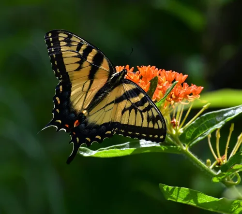 Vista 3 de Paquete de 25 Semillas Premium de Orange Milkweed (Asclepias tuberosa) Butterfly Lady's