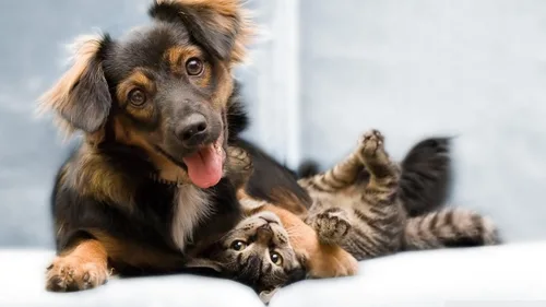 Vista 2 de 4 patas Suplementos de mascotas perro Probióticos grano última intervensión – Pet ayuda digestiva – Probióticos – para perros y gatos – masticable