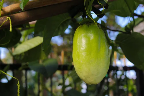 Vista 6 de 2-Live Passiflora quadrangularis 'Giant Grandilla' Plantas de inicio (no se puede enviar a:AZ, AK, HI, OR, PR)