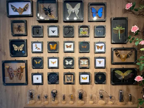 Vista 115 de 2 Real Dragonfly Specimens Shadow Box Framed Insect Display Oddities Curiosities Entomology Collection Natural History Wall Decor Gift for Nature