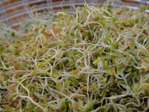 Vista 3 de cool Beans N Sprouts" marca, amor tu corazón mezcla de semillas para semillas germinadas MicroGreens, 1 lb, una combinación de frijoles Adzuki