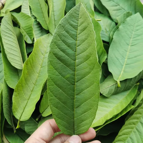 Vista 7 de Té de hojas enteras de guayaba, té de hojas sueltas de hierbas de guayaba, 2.0 onzas, 100% natural
