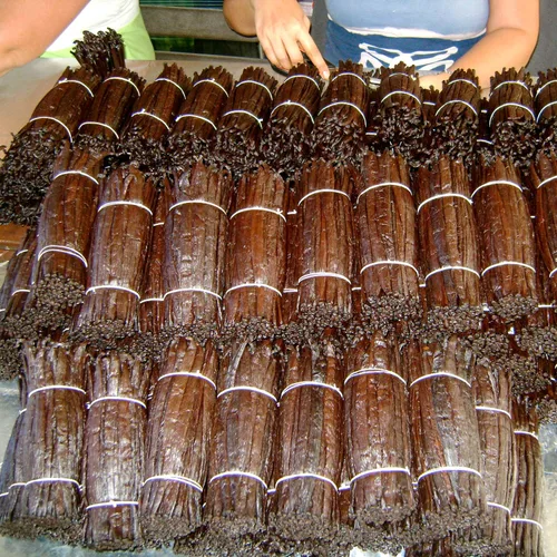 Vista 5 de Tahitian Gold Granos de vainilla de grado A: 10 granos de vainilla enteros orgánicos para hacer extracto, hornear y cocinar - Granos de vainilla