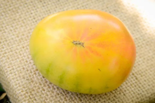 Vista 2 de Hillbilly Heirloom - Semillas de tomate prémium para plantar paquete