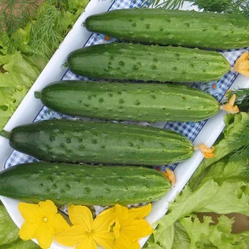 Vista 3 de Pepino de interior autopolinizado Zozula F1 decapado vegetal no transgénico para plantar