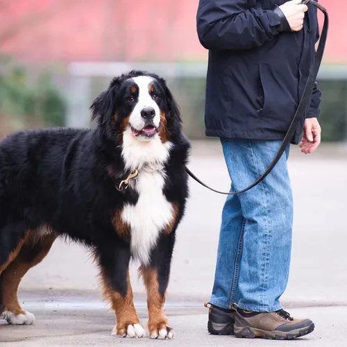 Vista 5 de Correa de perro de cuero 4 pies x 3/4 pulgada, Correa de entrenamiento para perros de cuero genuino trenzado resistente, suave y cómoda para perros