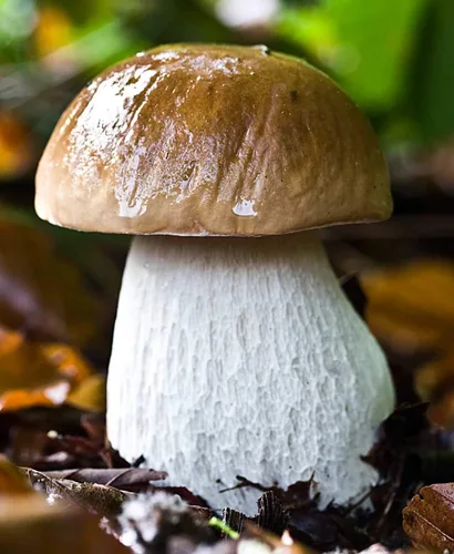 Vista 4 de Semillas Porcini Mushroom King Bolete Mycelium Spawn Kit de esporas secas para plantar sin OMG