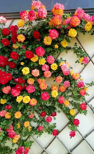 Vista 2 de Más de 100 semillas de rosas trepadoras para plantar al aire libre