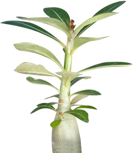 Vista 14 de Dancing Bones Hatiora Salicornioides 2 pulgadas + maceta de arcilla – Suculenta saludable, rara e inusual, planta viva de fácil cuidado, totalmente