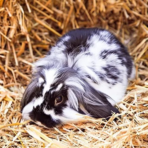 Vista 7 de Blue Mountain Hay Heno de alfalfa orgánica para mascotas pequeñas, alimento