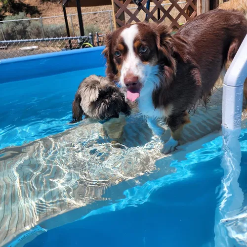 Vista 2 de PetStep Rampa para perros, para piscinas, patas largas, grafito/gris