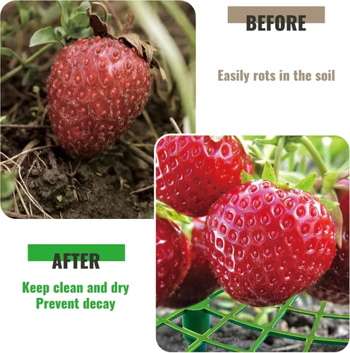 Vista 4 de Paquete de 6 soportes de fresa, plantas de soporte de fresa vivas para plantar, marco de cultivo de fresas, enrejado de fresa para mantener la fruta