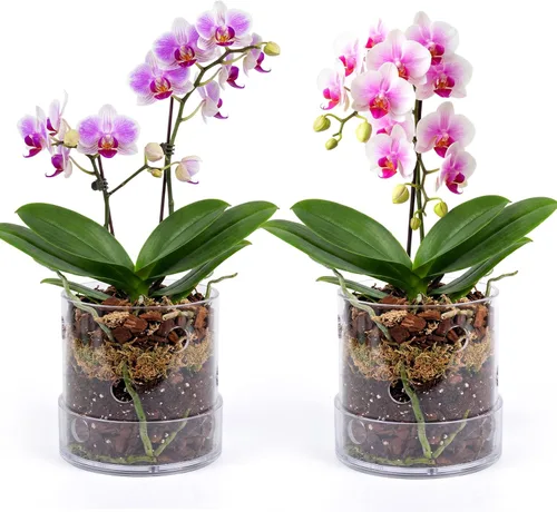 Vista 15 de Maceta de orquídea acrílica transparente de 4 pulgadas con agujeros redondos de 360° y bandeja