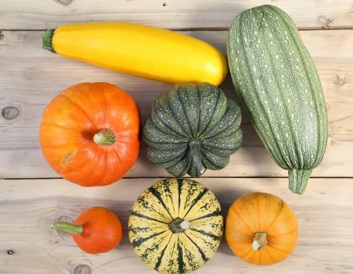 Vista 5 de Mezcla de calabaza comestible colorida, 7 variedades dulces, más de 20 semillas, planta anual sin OMG