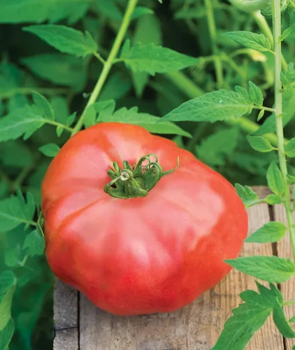 Vista 13 de Burpee 'Big Rainbow' Heirloom, Tomate Grande Beefsteak para Rebanar, 100 Semillas Sin OGM