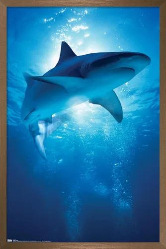 Vista 16 de Trends International Póster de pared de tiburón, 14.6 x 22.4 in, versión enmarcada de madera de granero