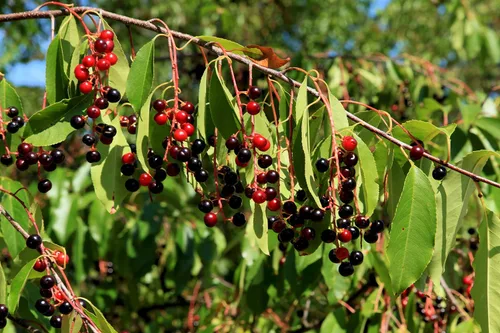 Vista 7 de Cerezo Negro Silvestre Semillas Premium Prunus serotina 'Fall' Plants'® (Premium Seeds, 5)