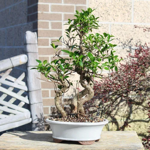 Vista 8 de Brussel's Bonsai - Árbol bonsái para interiores, M Live Ficus - Árbol bonsái de interior, maceta de cerámica, 7 años, fácil cuidado, listo