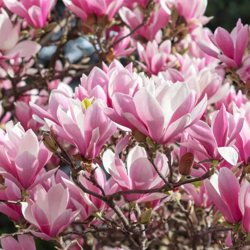 Vista 6 de Perfect Plants Jane Magnolia - Árbol de 1 galón, planta viva