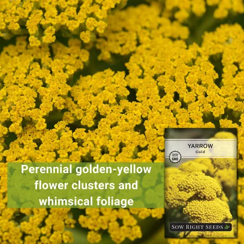 Vista 3 de Sow Right Seeds - Semillas de flores doradas de milenrama de Achillea para plantar - Flores para plantar en tu jardín - Paquete de reliquia sin OMG