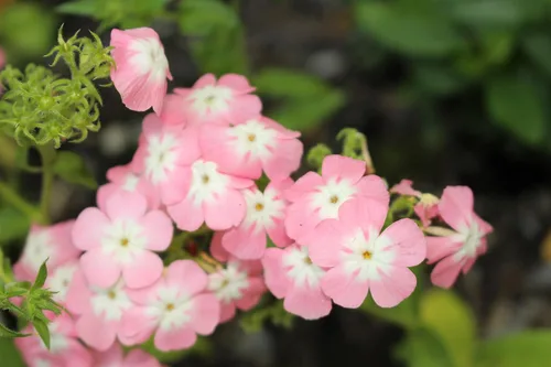 Vista 8 de 100 Phlox de Oveja Mezcla Pastel Phlox Drummondii Semillas de Flores Multicolor