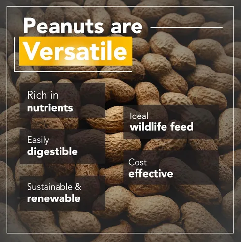 Vista 4 de Home and Country USA Cacahuetes crudos para alimentación silvestre (10 libras): nuestros cacahuetes en cáscara son el alimento ideal para atraer