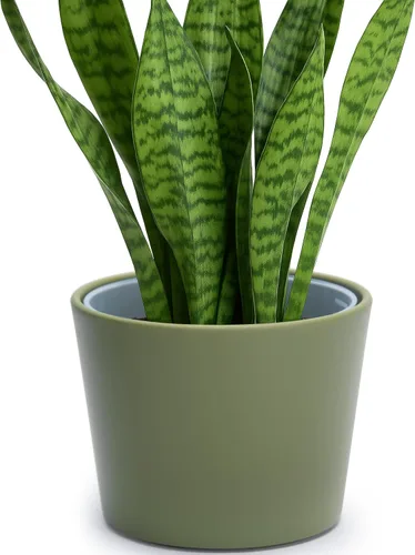 Vista 31 de Phoenix Vine Macetero de plástico verde oliva de 4.5 pulgadas con maceta transparente, cubierta decorativa ligera con maceta interior transparente