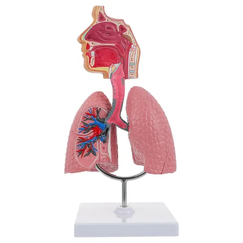 Vista 12 de Modelo 4D, modelo de pulmón respiratorio enseñanza con cabeza y pulmones, herramientas prácticas de estudio de modelos 3D para estudiantes