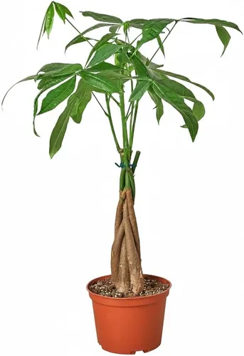 Vista 17 de Alocasia Bambino (maceta cultivadora de 4 pulgadas) - Planta de interior con poca luz y saludable - Planta de interior de interior fácil de cuidar