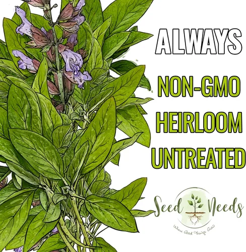 Vista 5 de Seed Needs Semillas de salvia para plantar hierbas de hoja ancha, semillas de hierbas culinarias sin OMG y sin tratar para plantar un jardín