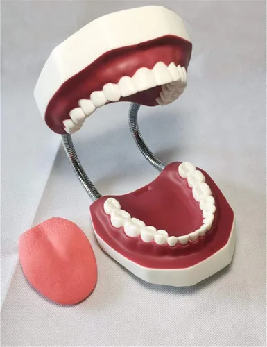 Vista 4 de QTMY Modelos dentales anatómicos grandes 1:6 - Modelo de higiene oral de enseñanza del dentista