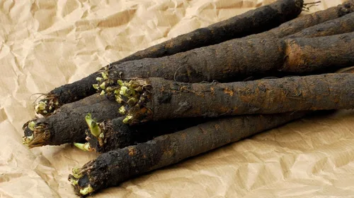 Vista 9 de Semillas Vegetal Salsify Raíz Negra - 100 Semillas