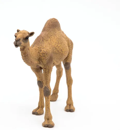 Vista 5 de Papo - Figura de dromedario realista - A partir de 3 años - Colección Wild Life - Juego educativo de animales del desierto - Juguete de idea