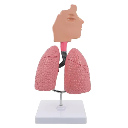 Vista 4 de Modelo 4D, modelo de pulmón respiratorio enseñanza con cabeza y pulmones, herramientas prácticas de estudio de modelos 3D para estudiantes